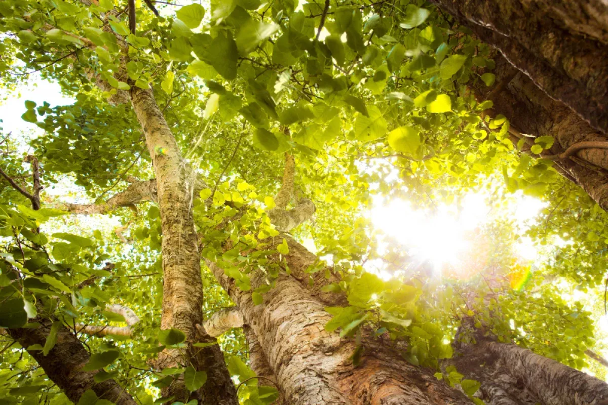 Why Nature and Sun Boost Your Testosterone and Well-being – The Underrated Power of Light & Green Space